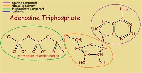 adenosine triphosphate發音|Physiology, Adenosine Triphosphate .